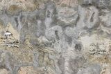 Mesoproterozoic Stromatolite (Tungussia) Slab - Arizona #282239-1